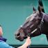 Medina Spirit Dies on Track Following Workout